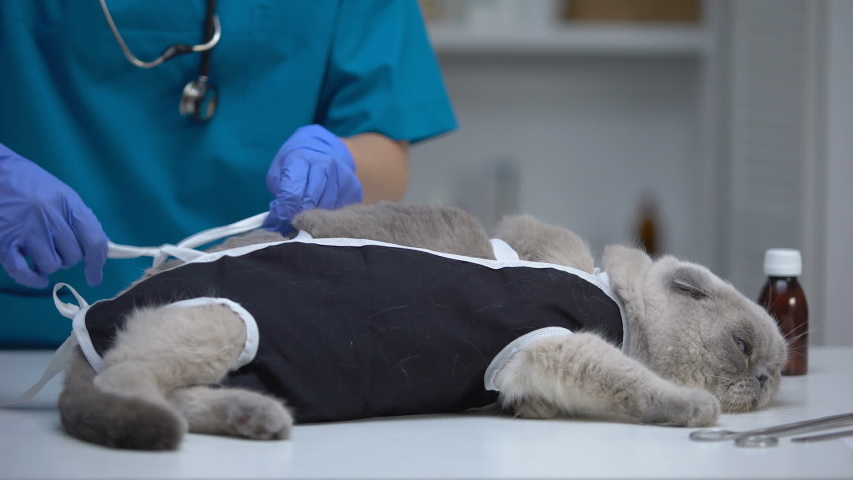 Сколько стоит стерилизация кошки челябинске thumbnail