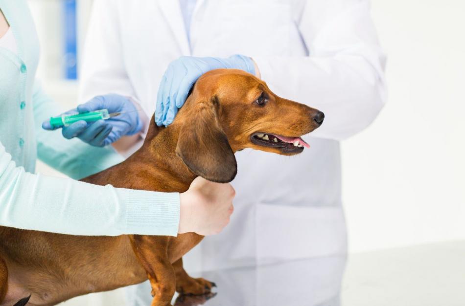 Сколько стоят прививки для собак челябинск thumbnail